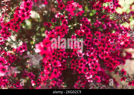 Nahaufnahme von rosa Blüten flom eine neuseeländische Tea Bush-Pflanze mit dunklen Blättern, die in geringer Schärfentiefe aufgenommen wurden Stockfoto