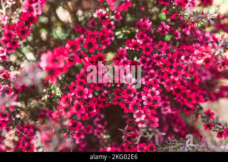 Nahaufnahme von rosa Blüten flom eine neuseeländische Tea Bush-Pflanze mit dunklen Blättern, die in geringer Schärfentiefe aufgenommen wurden Stockfoto