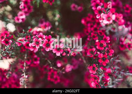 Nahaufnahme von rosa Blüten flom eine neuseeländische Tea Bush-Pflanze mit dunklen Blättern, die in geringer Schärfentiefe aufgenommen wurden Stockfoto