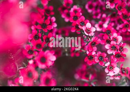 Nahaufnahme von rosa Blüten flom eine neuseeländische Tea Bush-Pflanze mit dunklen Blättern, die in geringer Schärfentiefe aufgenommen wurden Stockfoto