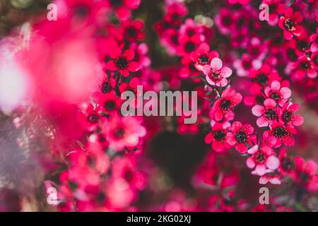 Nahaufnahme von rosa Blüten flom eine neuseeländische Tea Bush-Pflanze mit dunklen Blättern, die in geringer Schärfentiefe aufgenommen wurden Stockfoto