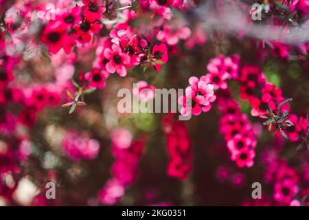 Nahaufnahme von rosa Blüten flom eine neuseeländische Tea Bush-Pflanze mit dunklen Blättern, die in geringer Schärfentiefe aufgenommen wurden Stockfoto