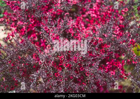 Nahaufnahme von rosa Blüten flom eine neuseeländische Tea Bush-Pflanze mit dunklen Blättern, die in geringer Schärfentiefe aufgenommen wurden Stockfoto