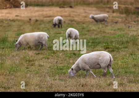 Schafherde auf grüner Weide. Eine Gruppe Schafe auf einer Weide nebeneinander. Schafe grasen auf der Wiese und das Konzept der Ökonomie, der Agroku Stockfoto