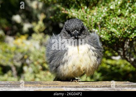 Einer der sehr niedlichen einheimischen Vögel Neuseelands, ein Rotkehlchen, wird in der Sonne aufgeflüpft. Diese kleinen Vögel sind sehr freundlich und nicht erschreckt EA Stockfoto