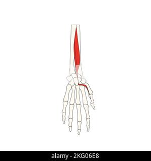 Menschliche Anatomie Drawing Flexor hallucis longus Musculus Stockfoto