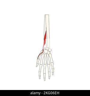 Menschliche Anatomie Drawing Muscle extensor hallucis brevis Stockfoto