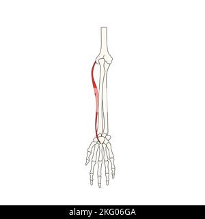 Menschliche Anatomie Drawing Muscle extensor carpi radialis brevis Stockfoto