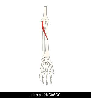 Menschliche Anatomie Drawing Muscle Pronator teres Stockfoto