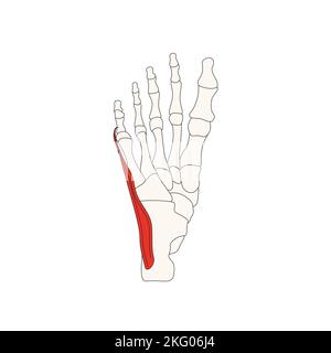 Menschliche Anatomie Drawing Abductor Hallucis Stockfoto