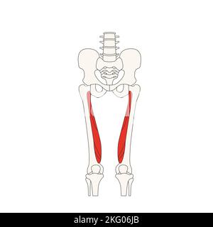 Menschliche Anatomie Drawing musculus vastus medialis Stockfoto