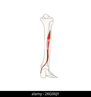 Menschliche Anatomie Drawing Muskel-Flexor hallucis longus Stockfoto