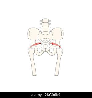 Menschliche Anatomie, die Piriformis zeichnet Stockfoto