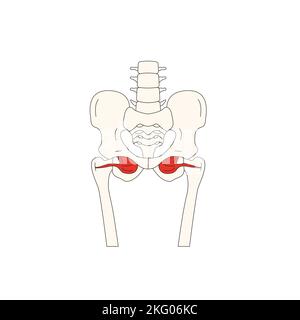 Menschliche Anatomie Drawing Muscle Obturator internus Stockfoto