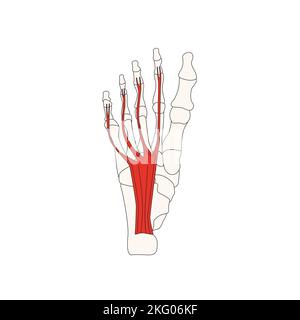 Menschliche Anatomie Drawing Flexor digitorum brevis Musculus Stockfoto