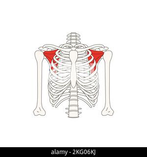 Menschliche Anatomie Drawing Muscle subscapularis Stockfoto