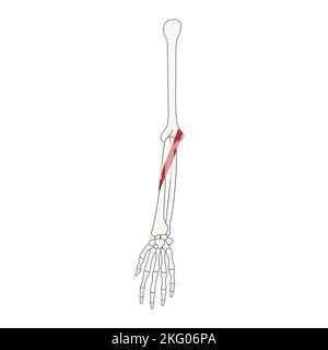 Menschliche Anatomie Drawing Pronator teres Muskel Stockfoto