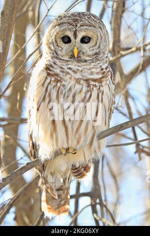 Barred Owl steht auf einem Baum Ast im Wald mit blauem Himmel Hintergrund, Quebec, Kanada Stockfoto