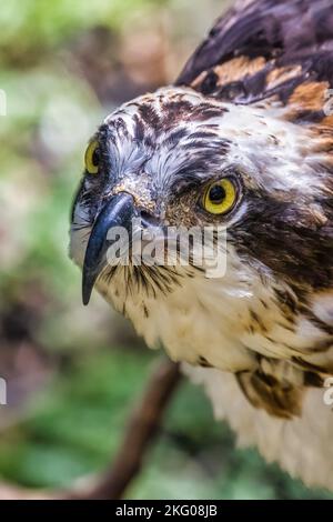 Nahaufnahme eines Rotschwanz-Falken, der Beute entdeckt Stockfoto