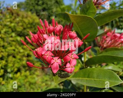Roter ixora-Blütenhaufen, ein tropischer immergrüner Strauch, der mit westindischem Jasmin verwandt ist, auf einem verschwommenen Hintergrund aus grünen Blättern -01 Stockfoto