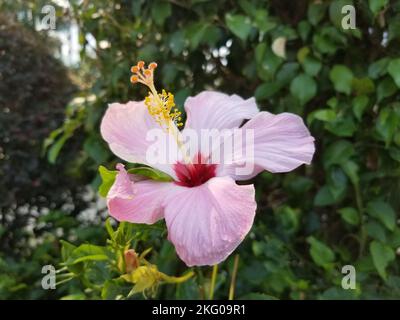 Die zartrosa, chinesische Hibiskusblüte (Hibiscus Rosa-Sinesis), auch bekannt als Hibiskus Hawaiis, Rosenmalbe und Schwarzer Pflanze, auf einem verschwommenen Hintergrund Stockfoto
