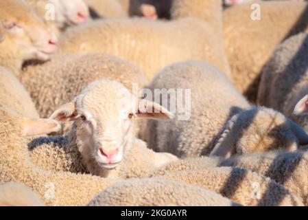 Ein junges Merino-Frühlingslamm, das mit anderen Lämmern auf einer Farm im Nordwesten von New South Wales, Australien, verfilkt ist, blickt zur Kamera Stockfoto