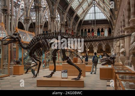 Ein komplettes Dinosaurierskelett, das im Oxford University Museum of Natural History, England, ausgestellt wird Stockfoto