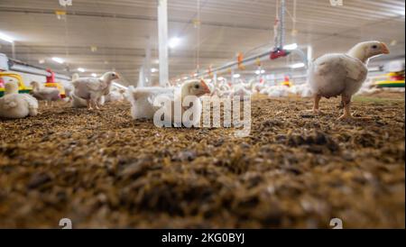 Hühner sind Trinkwasser in enger Farm, Temperatur und Lichtkontrolle, Thailand. Stockfoto