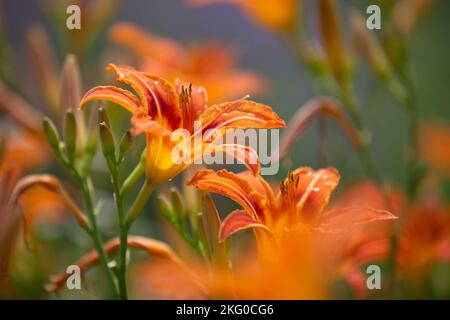 Ein selektiver Fokus einer braunen gelben Taglilie (Hemerocallis fulva) in einem Garten an einem sonnigen Tag Stockfoto