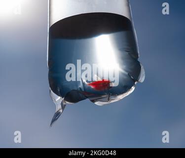 Goldfisch in einer Plastiktüte. Fisch aus dem Tiergeschäft. Stockfoto