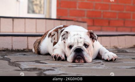 Eine junge traurige englische Bulldogge liegt auf der Straße im Hof vor dem Haus und schaut auf die Kamera. Zeitlupe. PET-Konzept Stockfoto