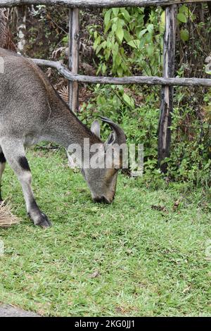 Ein nilgiri-Tahr grast im Grünfeld Stockfoto