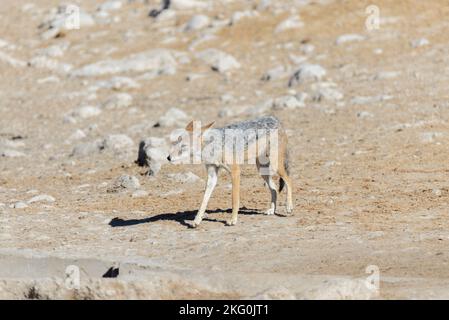 Wilder schakal am Wasserloch in der afrikanischen Savanne Stockfoto