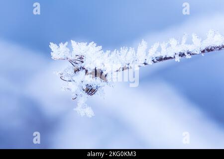 Klare blaue Kristalle von Frost auf dem Ast Stockfoto