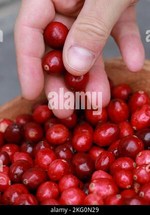 Nahaufnahme der Hand mit frischen Preiselbeeren Stockfoto