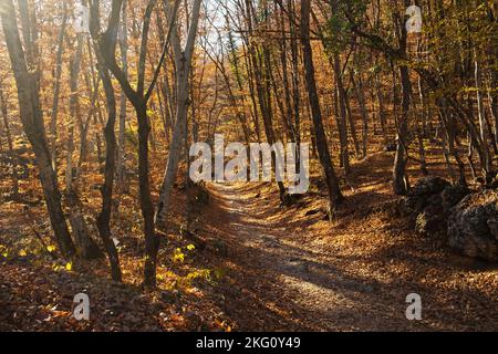 Herbst Wald Touristen Wandern. Nicht erkennbare Menschen von hinten reisen durch den Herbstwald. Das Konzept des Tourismus, des aktiven Lebensstils, des Wanderns Stockfoto