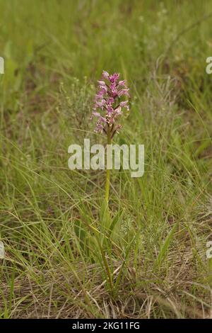 Natürliche Nahaufnahme der geschützten violetten europäischen Militärorchidee, Orchis militaris in Gard, Frankreich Stockfoto