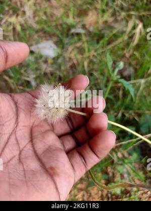 Eine zarte Tridax-Procumbens-Blüte, auch Mantelknopf oder mexikanische Gänseblümchen genannt, ruht in einer Handfläche. Stockfoto