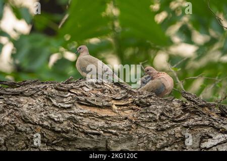 Schönes Taubenpaar auf Ast sitzend, Taube auf Baum, zwei Tauben spielend, lachende Taube Paar Vogel auf einem Ast sitzend Stockfoto