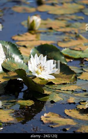 Eine einzige weiße Wasserlilie, die in einem natürlichen Teich blüht, eine weiße Lotusblume wie eine Blume in einem See oder Teich. Stockfoto