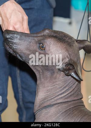 Pure Rasse Xoloitzcuintle Hund. Er isst ein Cookie von seinem Besitzer Stockfoto