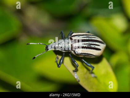 Diappes Root Weevil (Diappes abbreviatus) kriecht durch üppiges Laub in Houston, TX. Zerstörerische Pest für Landwirte. Stockfoto