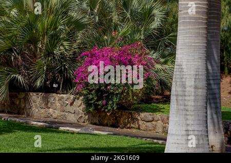 Maspalomas botanischer Park Stockfoto