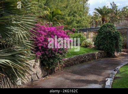 Maspalomas botanischer Park Stockfoto
