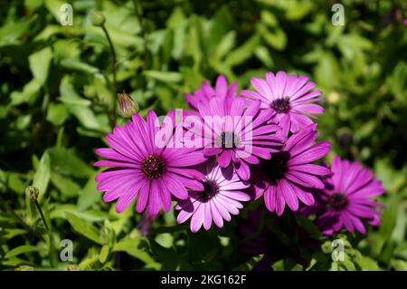 Dimorphotheca ecklonis Stockfoto