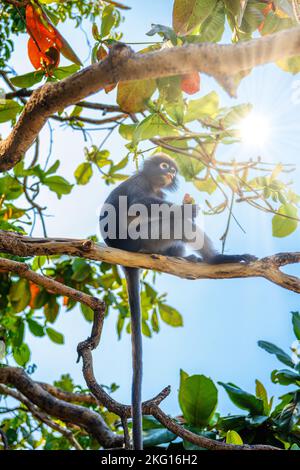 Koh Phaluai, Mu Ko Ang Thong National Park, Golf von Thailand, Siam, wenig Blatt Affe oder Dusky Langur Obst essen im Regenwald Stockfoto