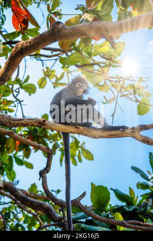 Koh Phaluai, Mu Ko Ang Thong National Park, Golf von Thailand, Siam, wenig Blatt Affe oder Dusky Langur Obst essen im Regenwald Stockfoto