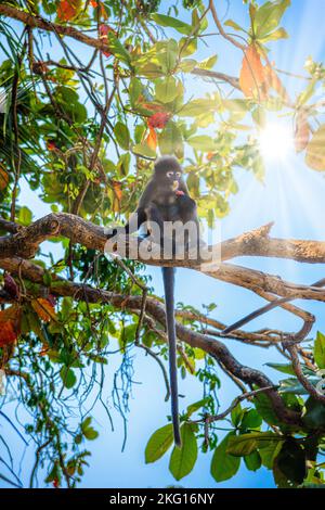 Koh Phaluai, Mu Ko Ang Thong National Park, Golf von Thailand, Siam, wenig Blatt Affe oder Dusky Langur Obst essen im Regenwald Stockfoto