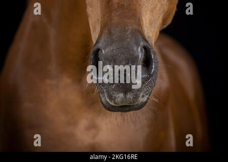 Pferd-Mund Stockfoto