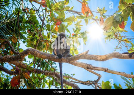 Koh Phaluai, Mu Ko Ang Thong National Park, Golf von Thailand, Siam, wenig Blatt Affe oder Dusky Langur Obst essen im Regenwald Stockfoto